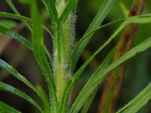 Hirsute stem