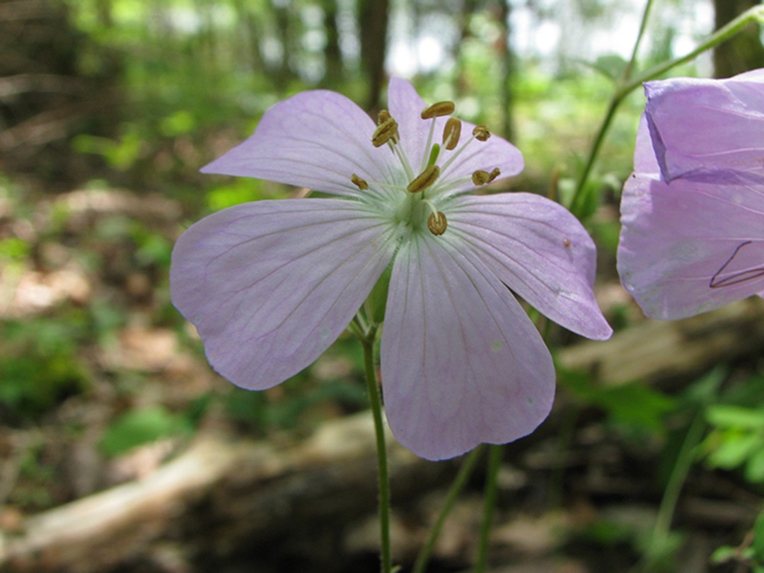 Open woodland habitat