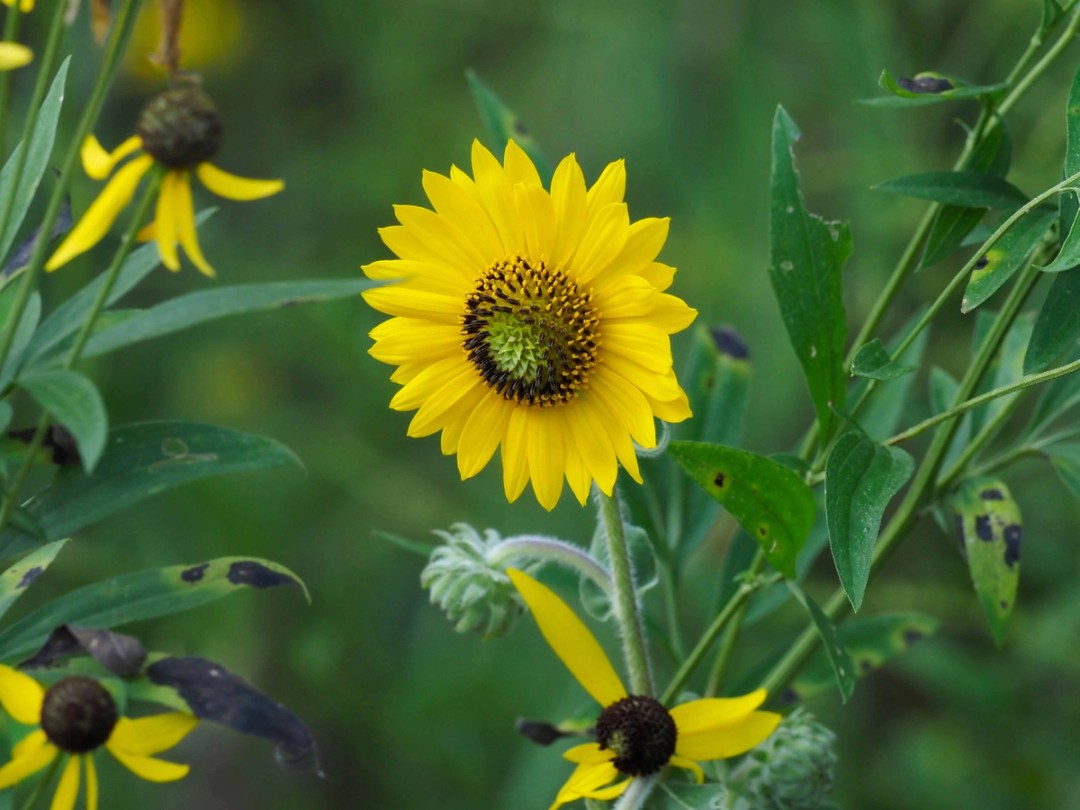Helianthus mollis with Ratibida pinnata