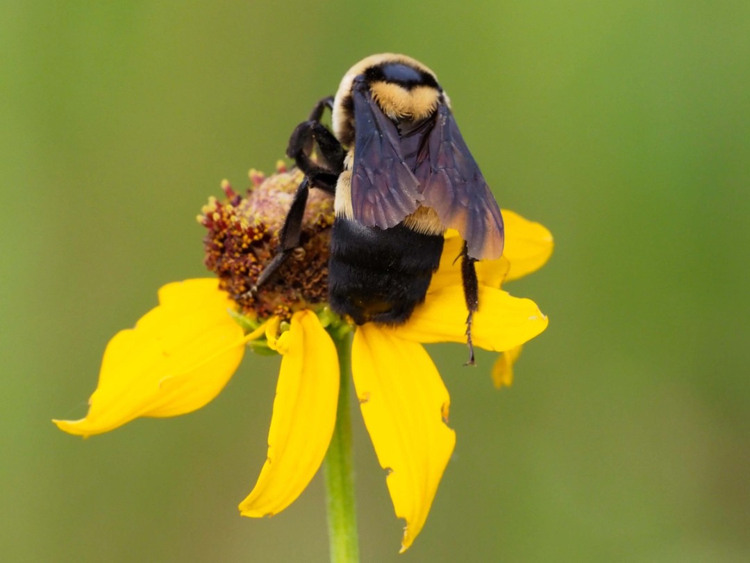 Southern Plains Bumble bee