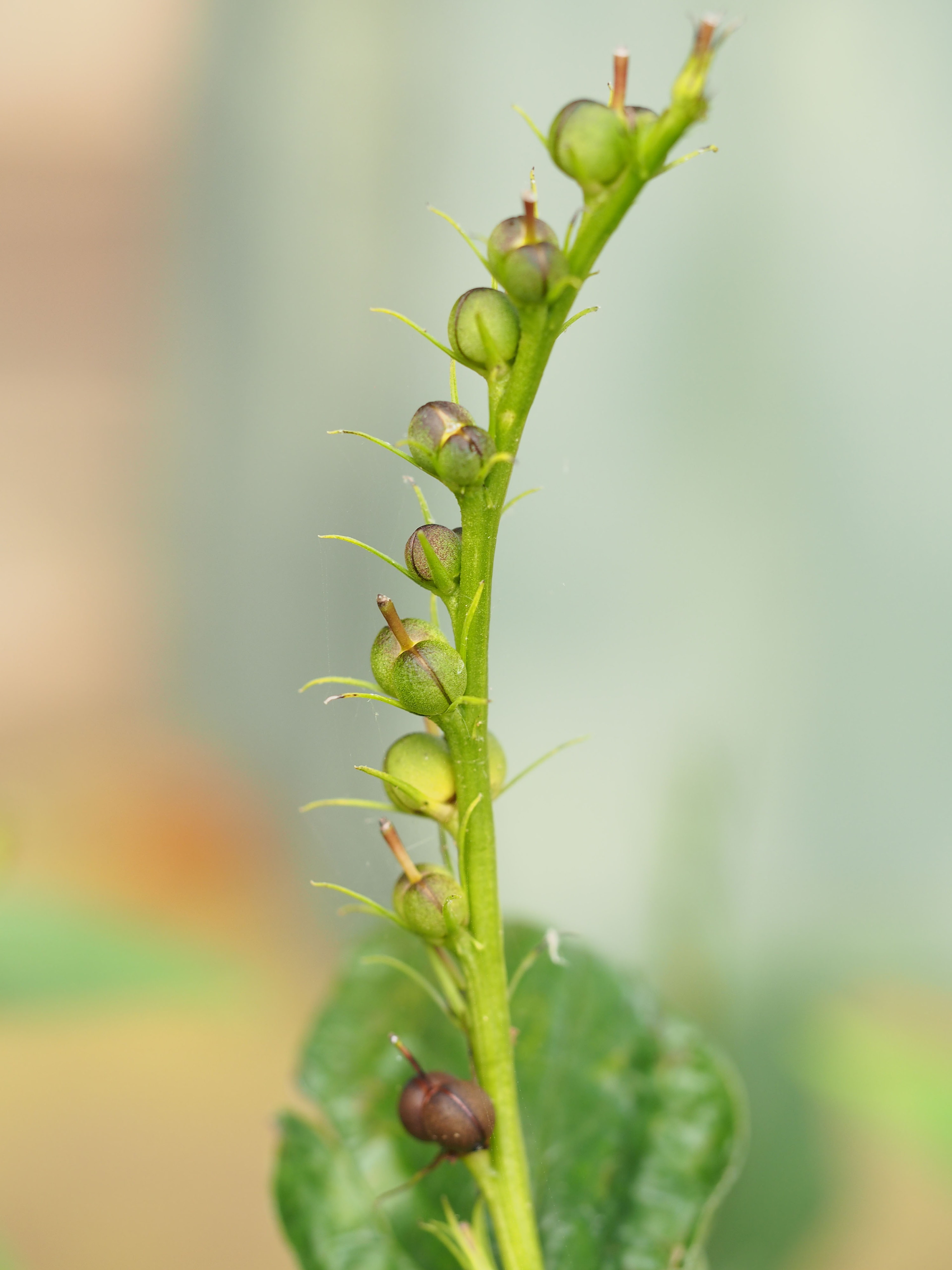 Seed pods ripen from base to tip