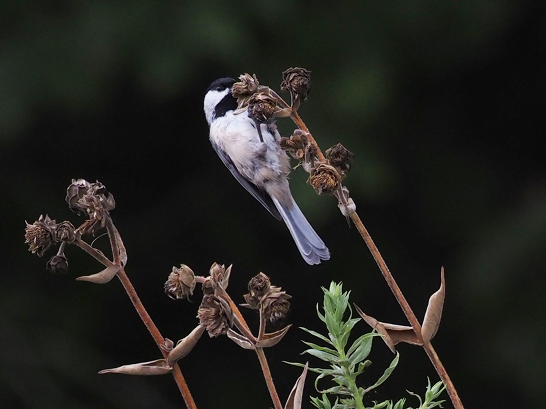 Carolina chickadee eating Rosinweed seed