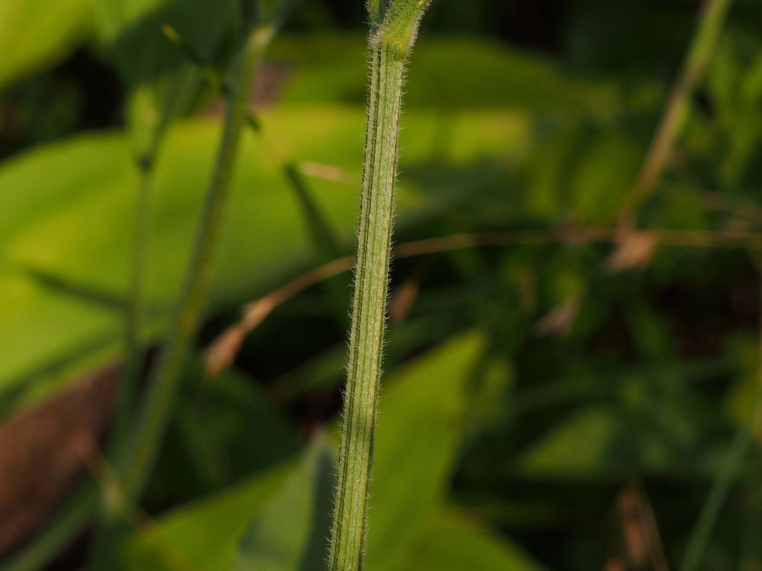 Hirsute stem