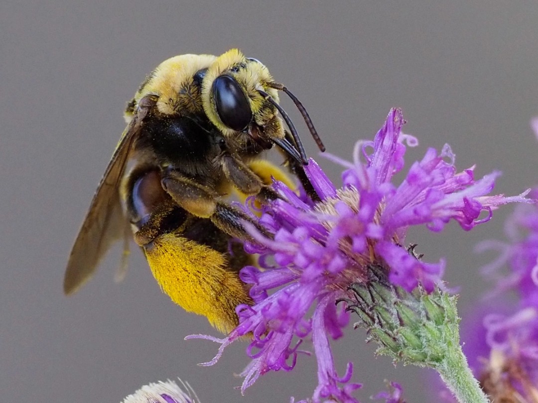 Genus Epimellisossodes