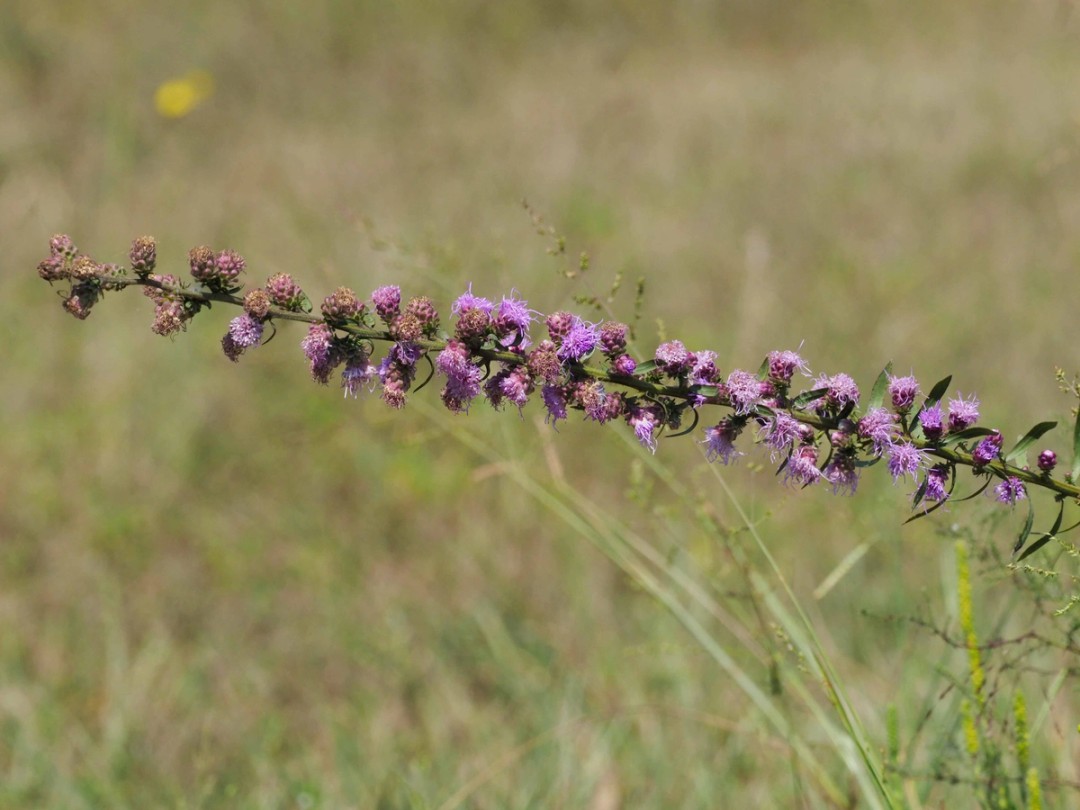 Long stem with no branches