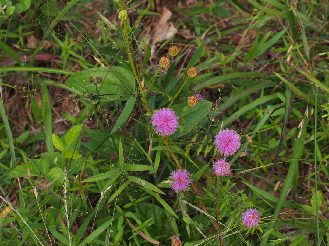 Sensitive briar with Salvia lyrata