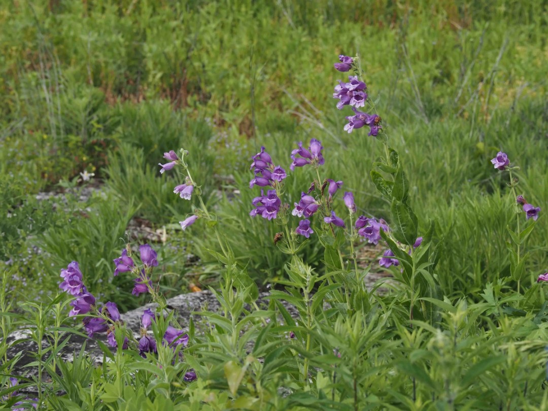Penstemon cobaea growing wild in Arkansas glade