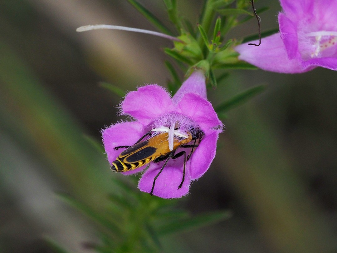 Soldier Beetle inside flower of Purple False Foxglove