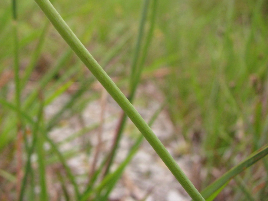 Hairless stem