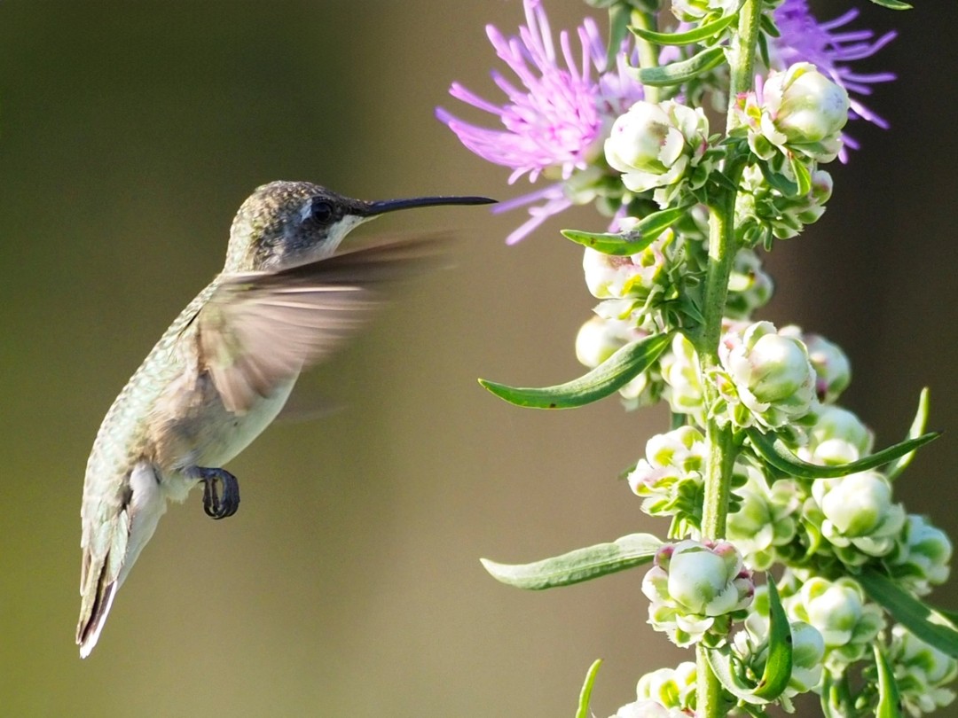 Ruby Throated Hummingbird