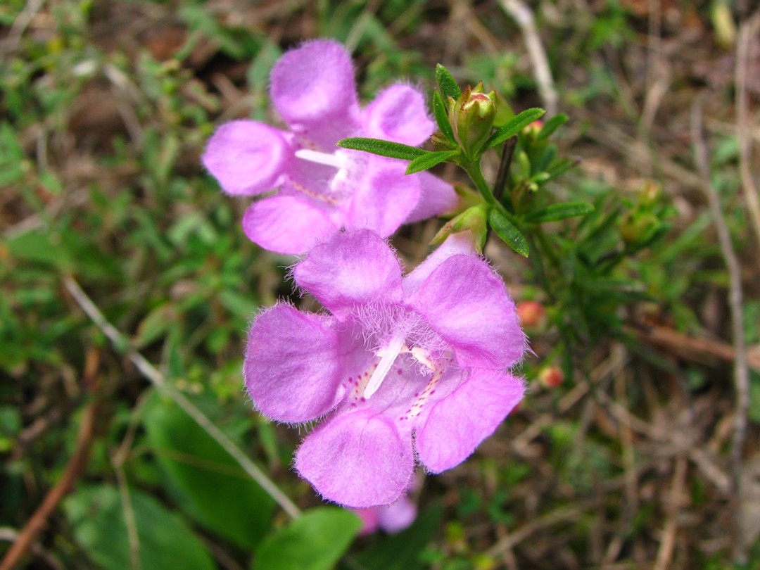 Yellow nectar guides with pink dots