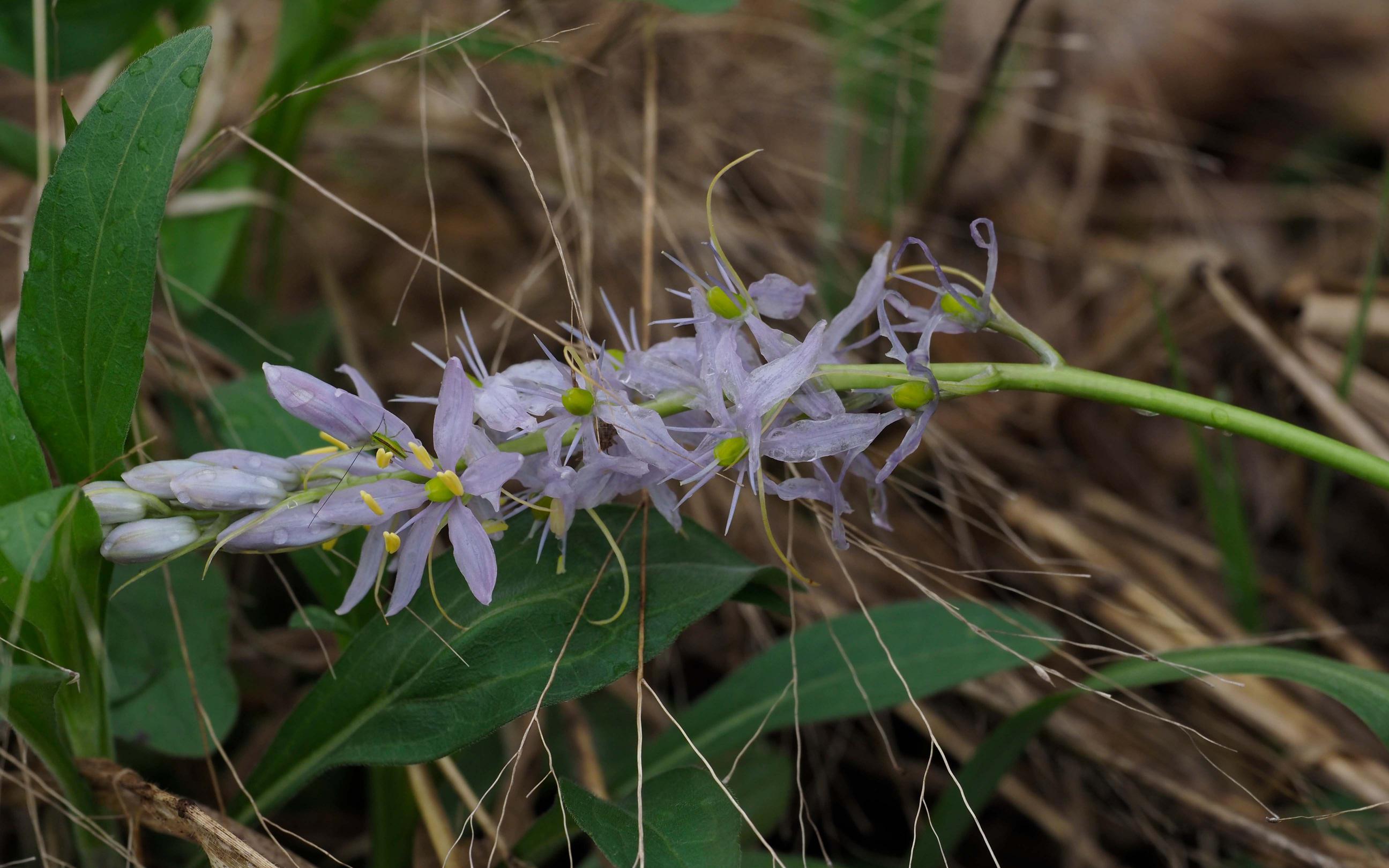 Wild hyacinth with lavender flowers