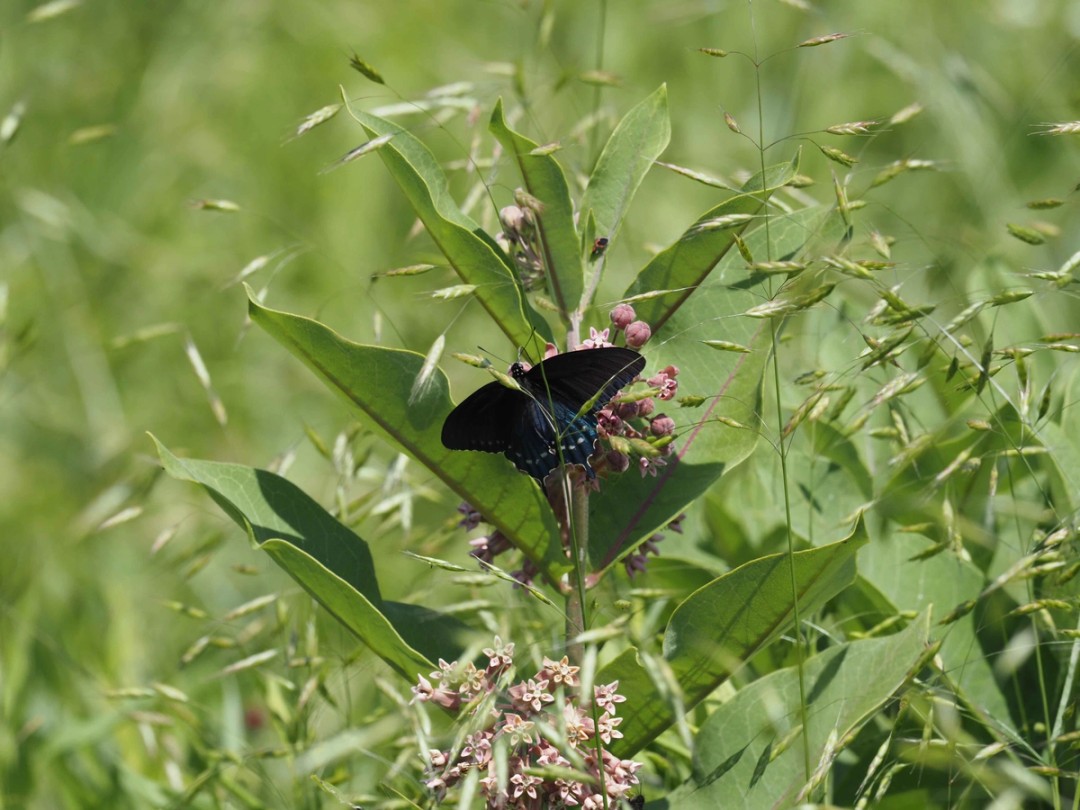 Grassland habitat