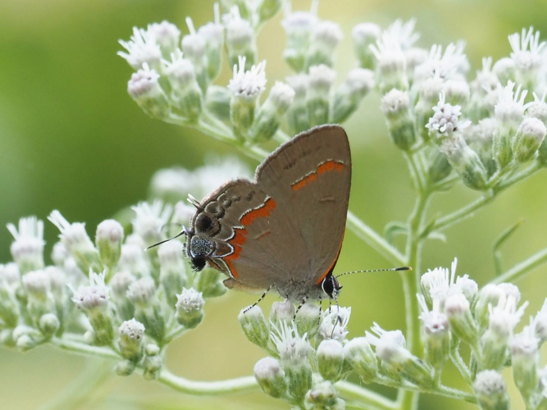 Red Banded Hairstreak