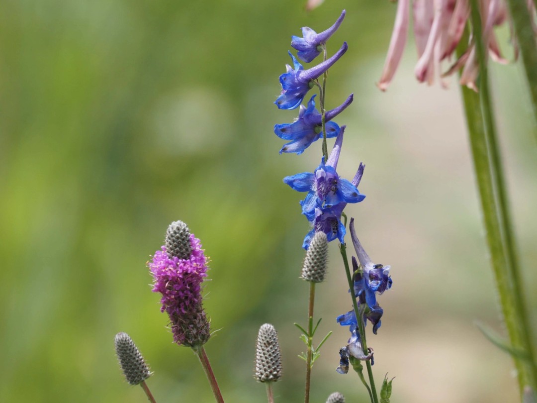 Delphinium carolinianum