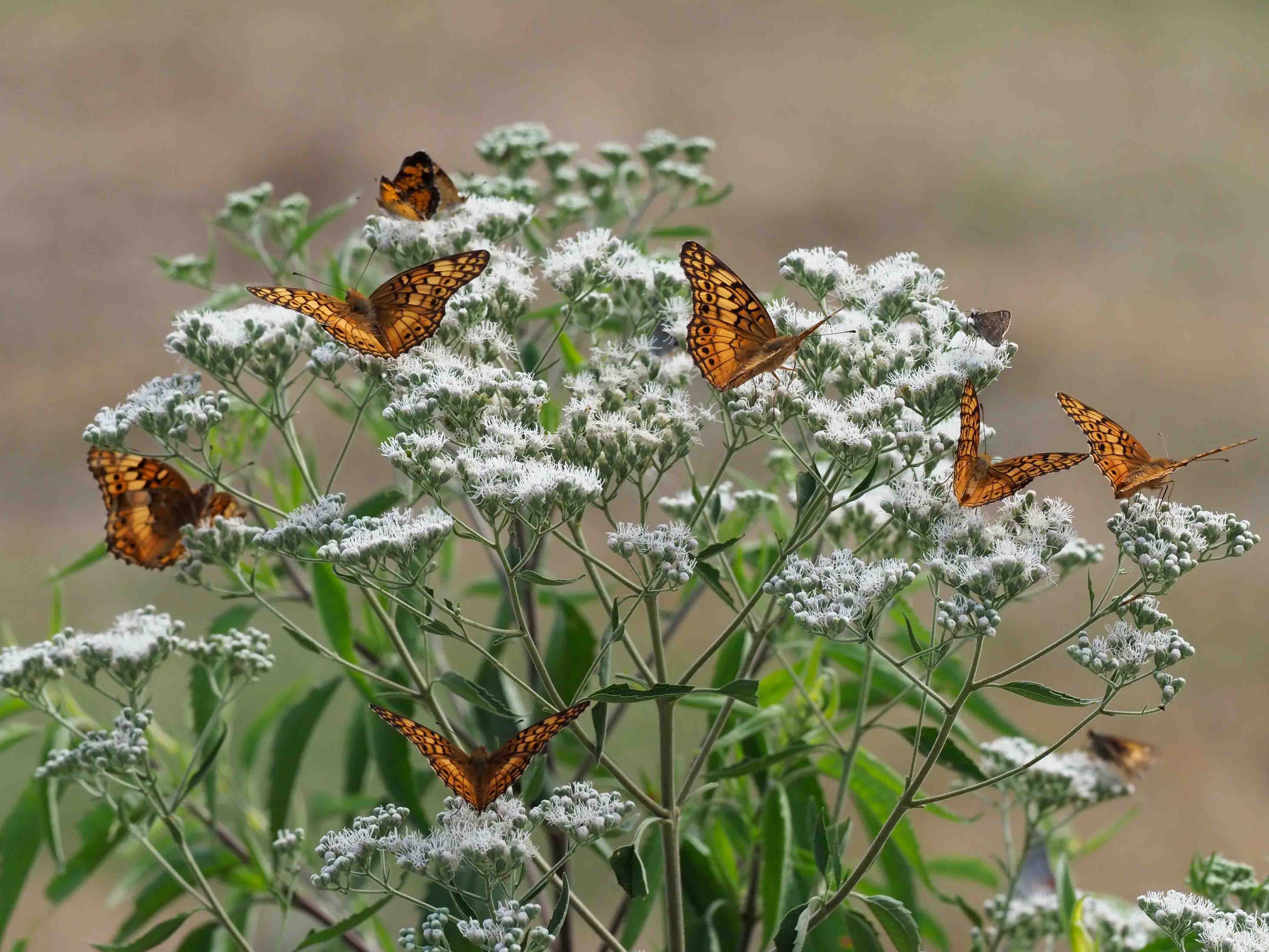 Variegated fritillary butterflies