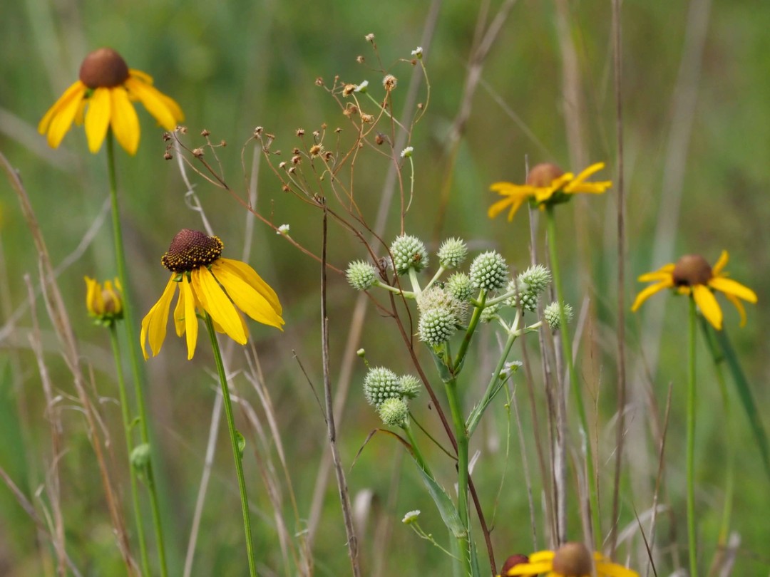 Rudbeckia grandiflora