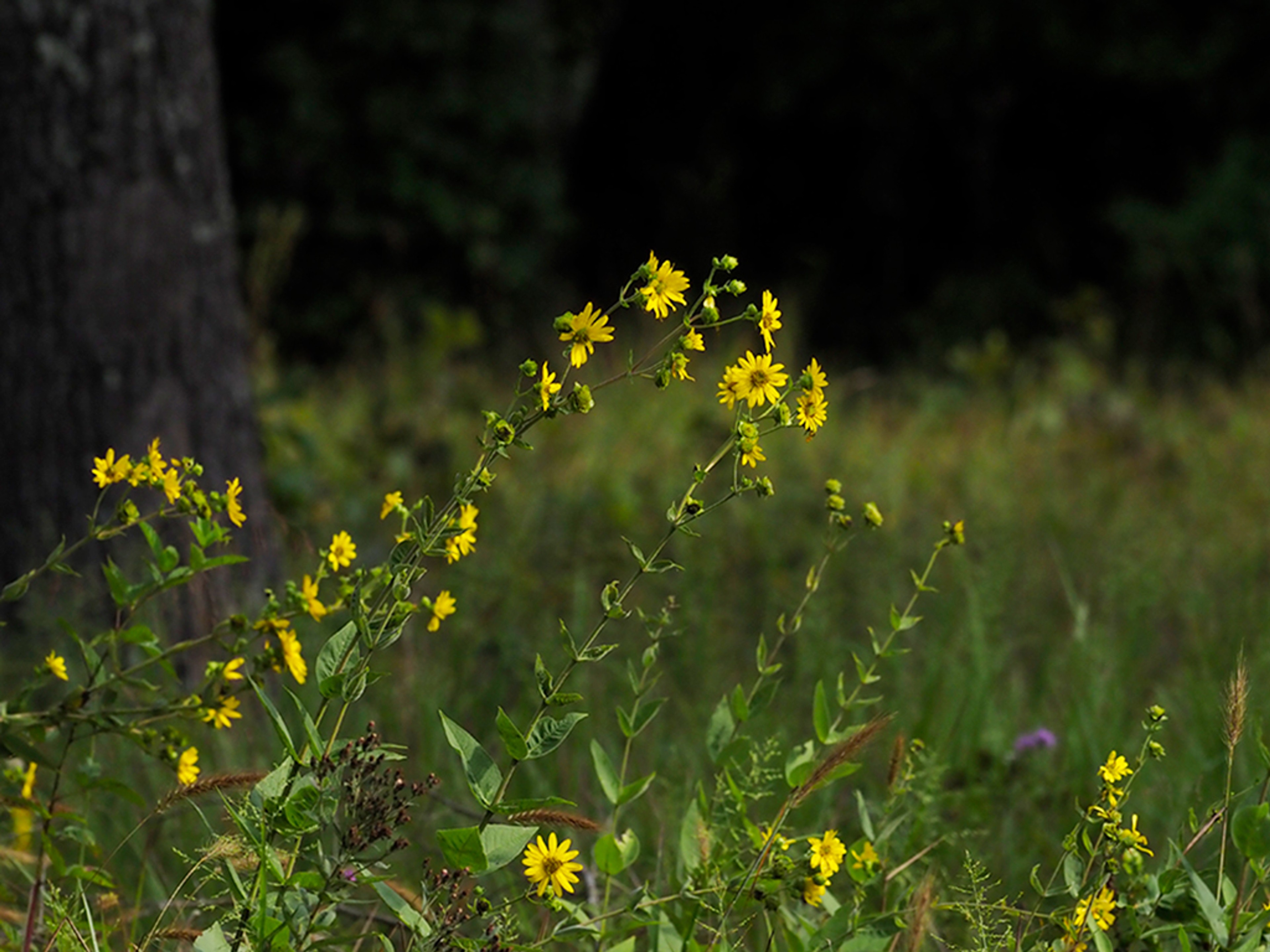 Mass of Rosinweed in peak flowering 