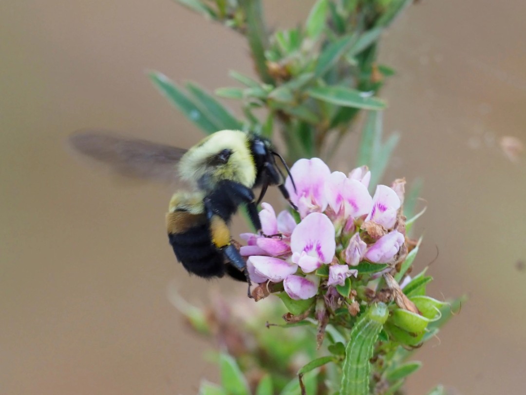 Brown belted bumble bee