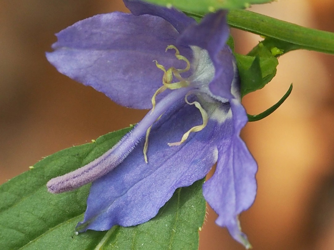 Fuzzy style slightly curved