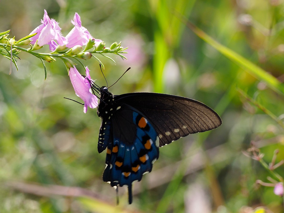 Pipevine Swallowtail butterfly nectaring on Agalinis fasciculata