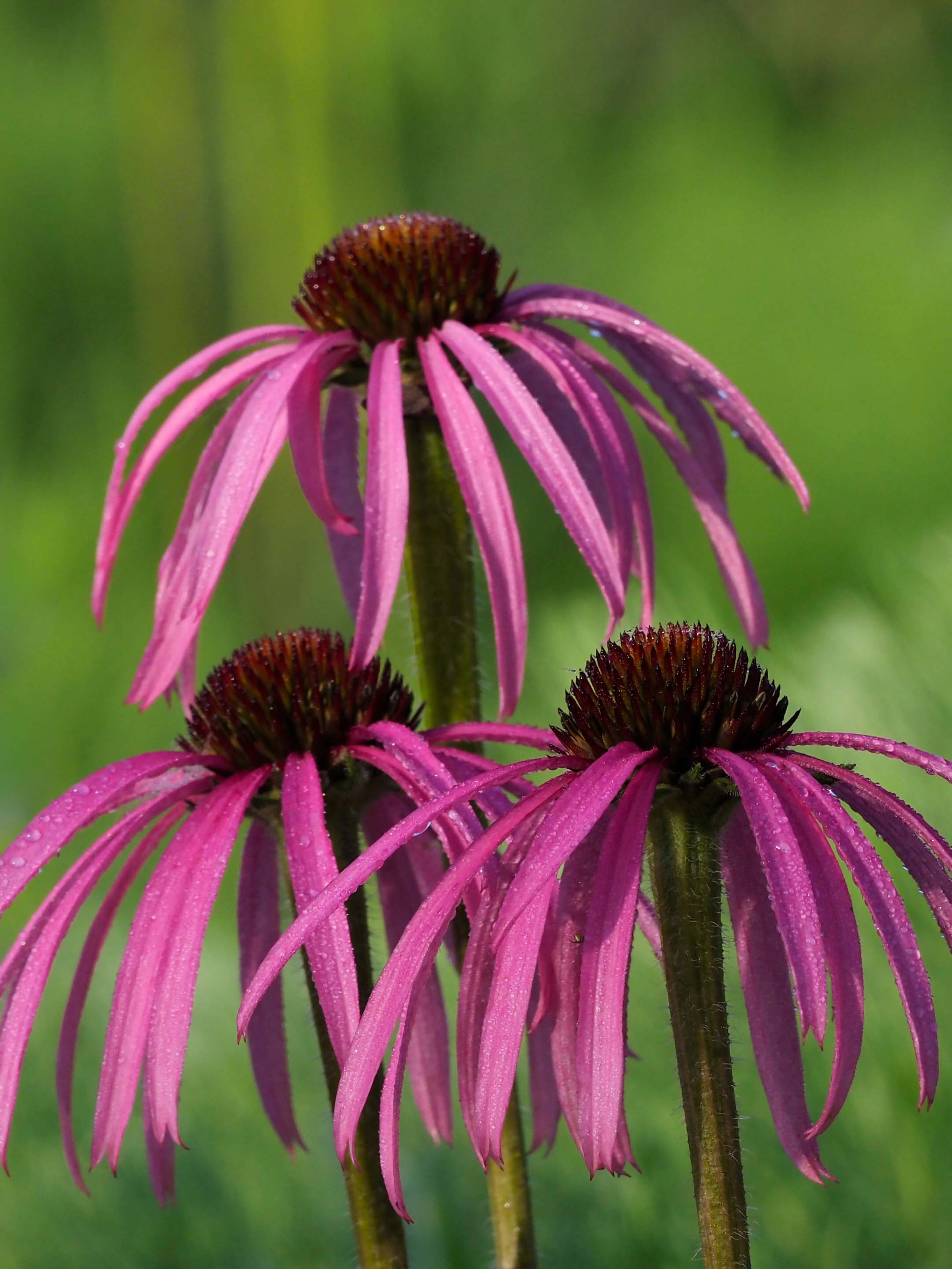 Brilliant pink flowers of Echinacea simulata