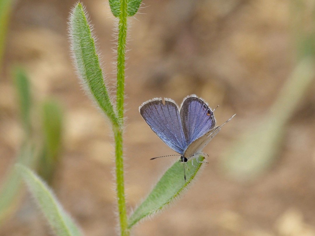Eastern Tailed-Blue