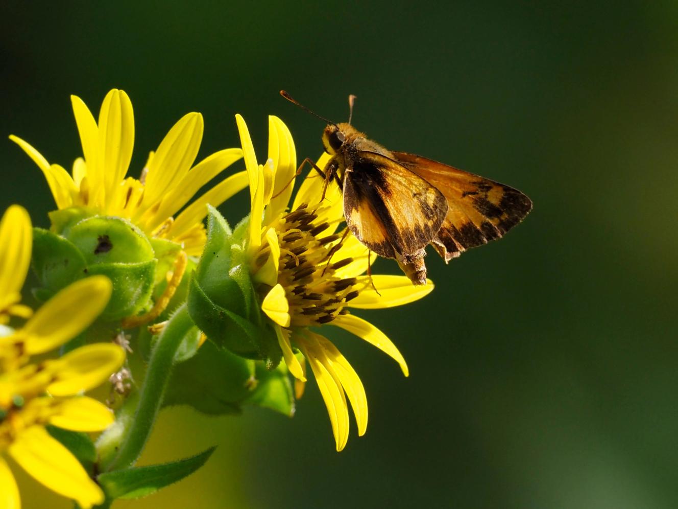 Zabulon Skipper