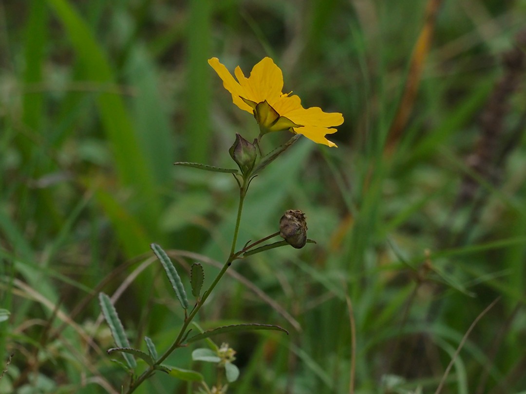 Flower, Bud, Seed pod