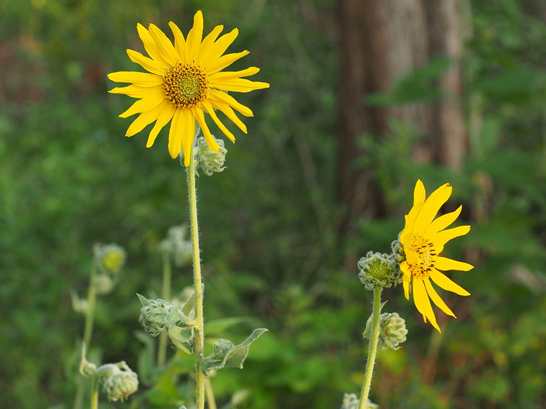 Flowering at woodland edge