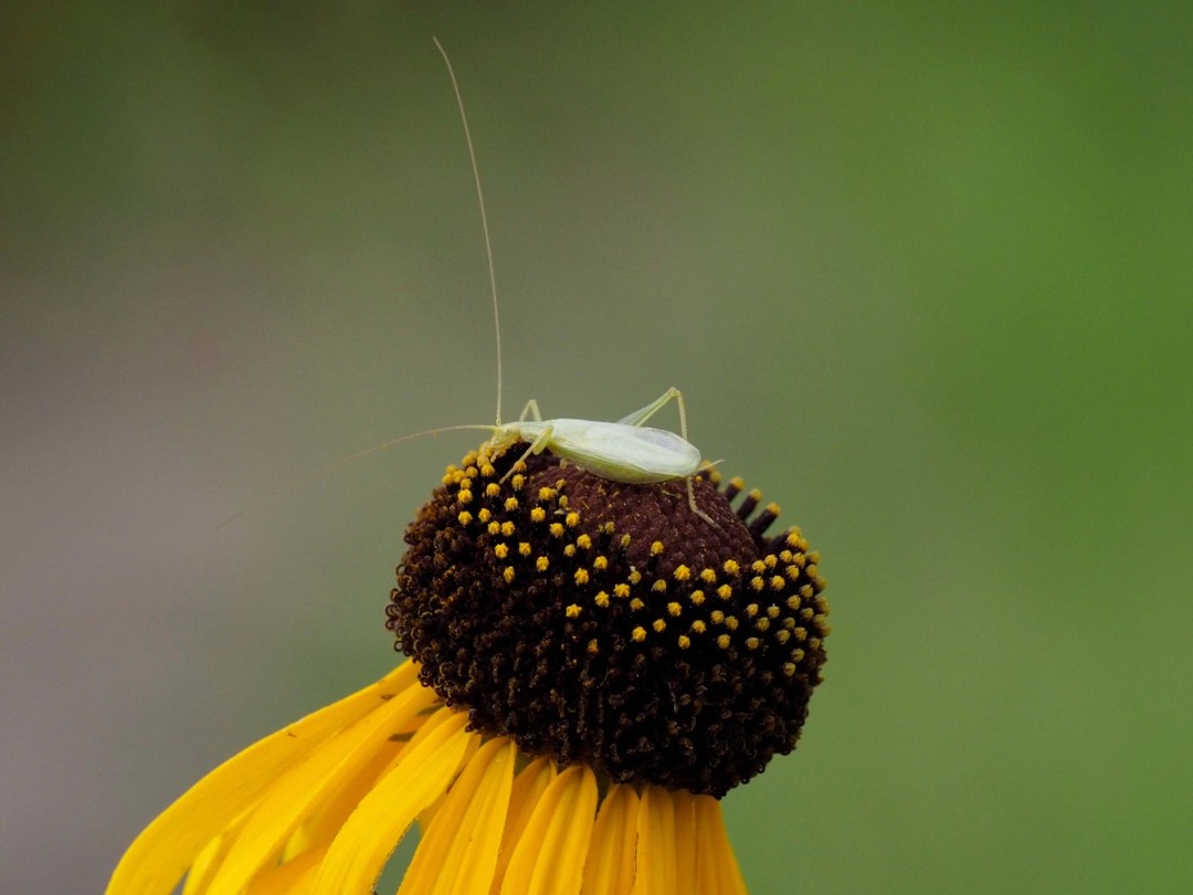 Common Tree Cricket