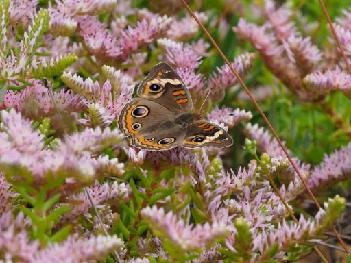 Common Buckeye butterfly nectaring on Seduc pulchellum