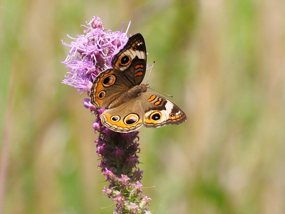 Common Buckeye
