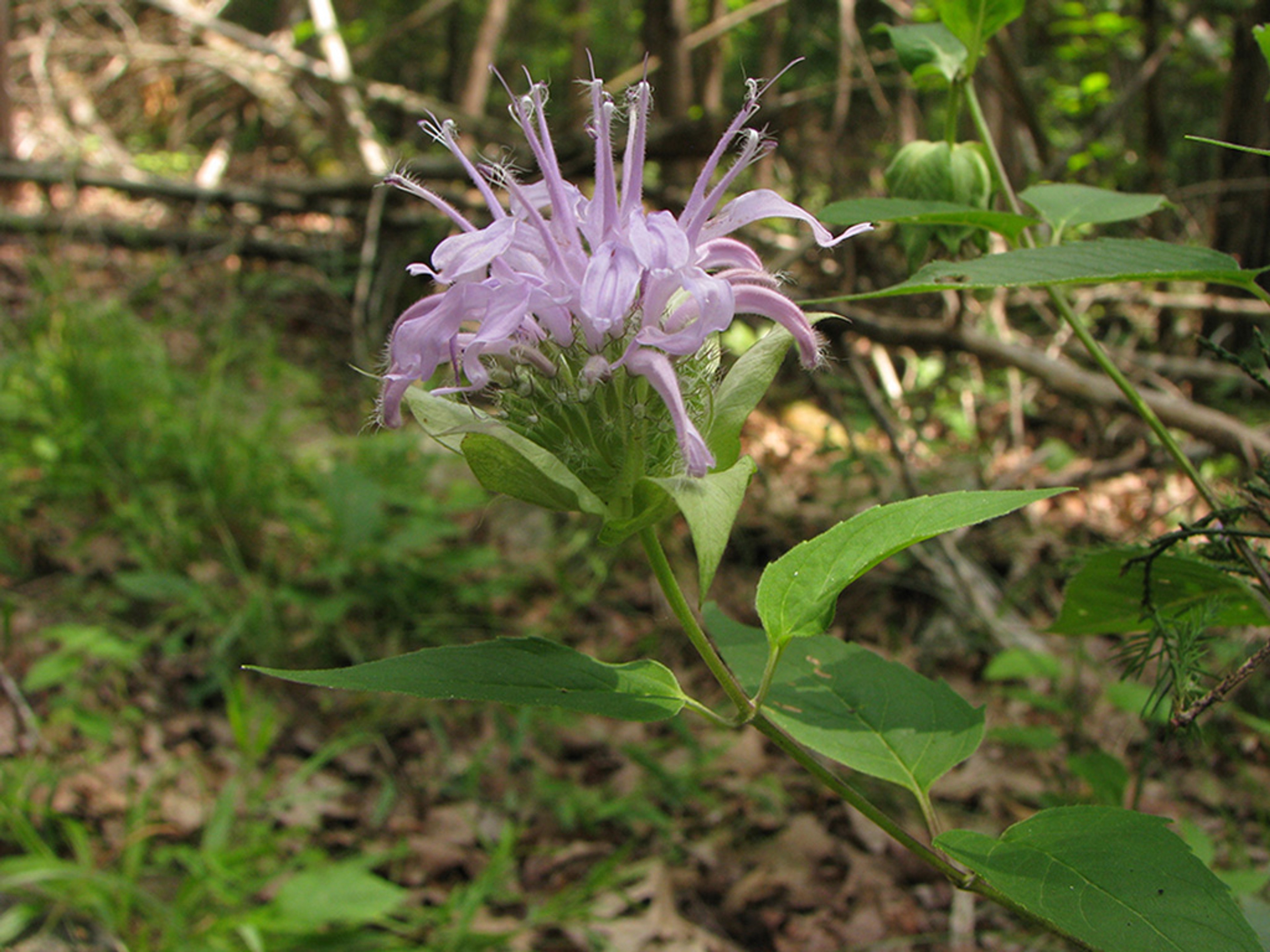 Monarda fistulosa