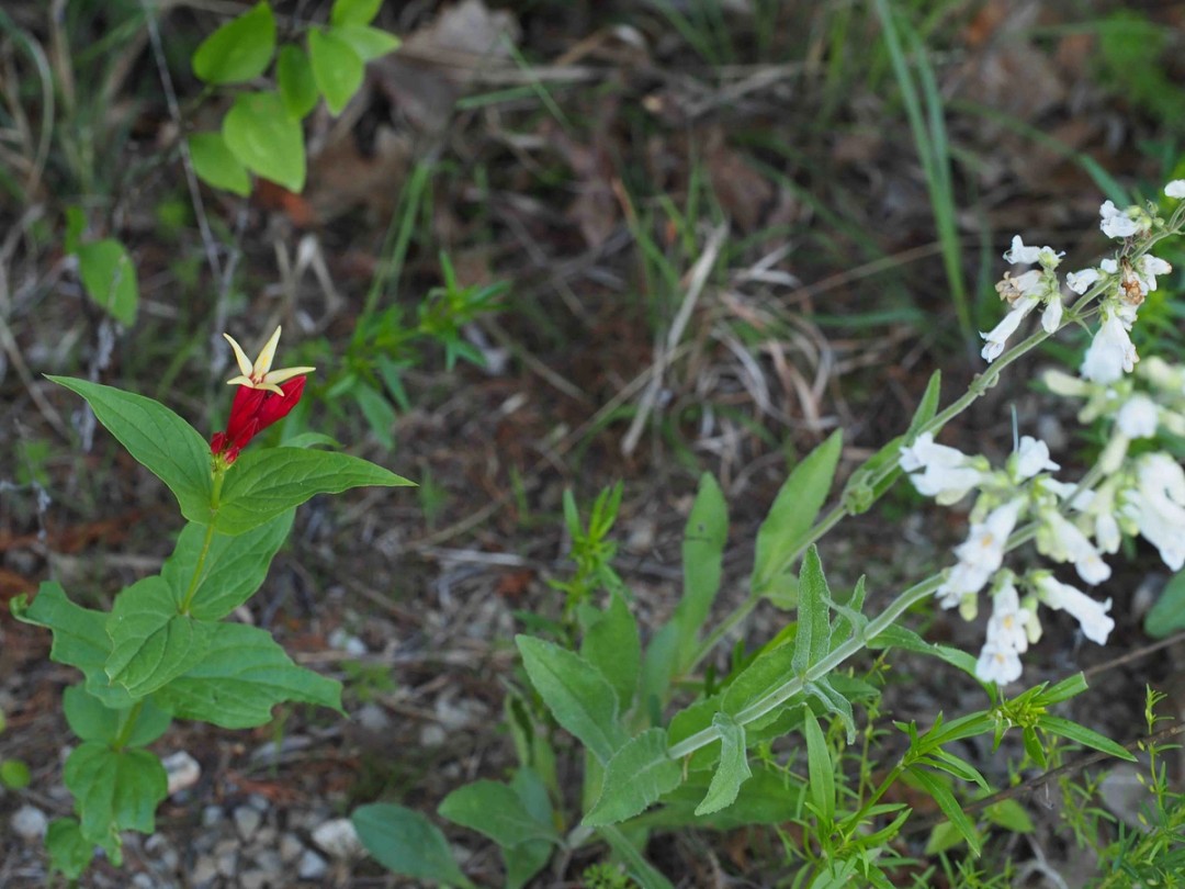 Pale beardtongue with Woodland pinkroot