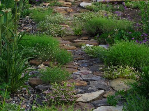 Widow's cross blooming with similar plants in Rock Path