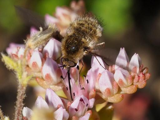 Bee fly with long proboscis seeking nectar of Sedum pulchellum