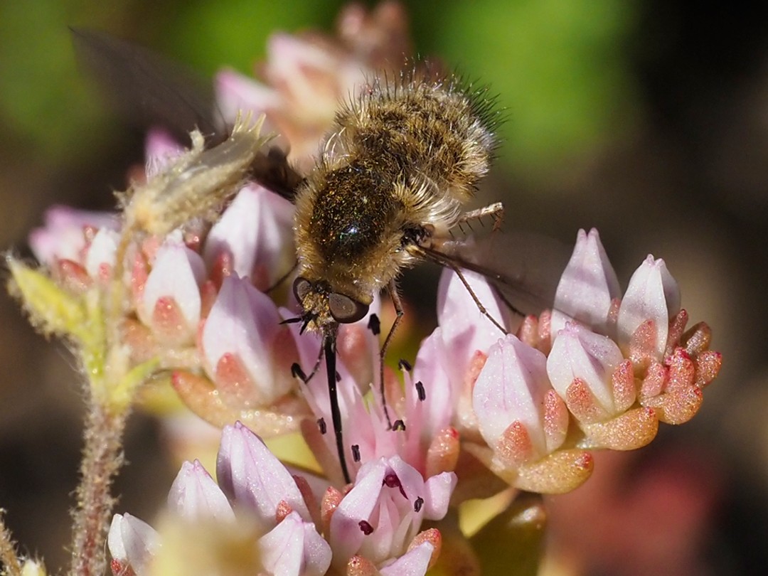 Bee fly with long proboscis seeking nectar of Sedum pulchellum