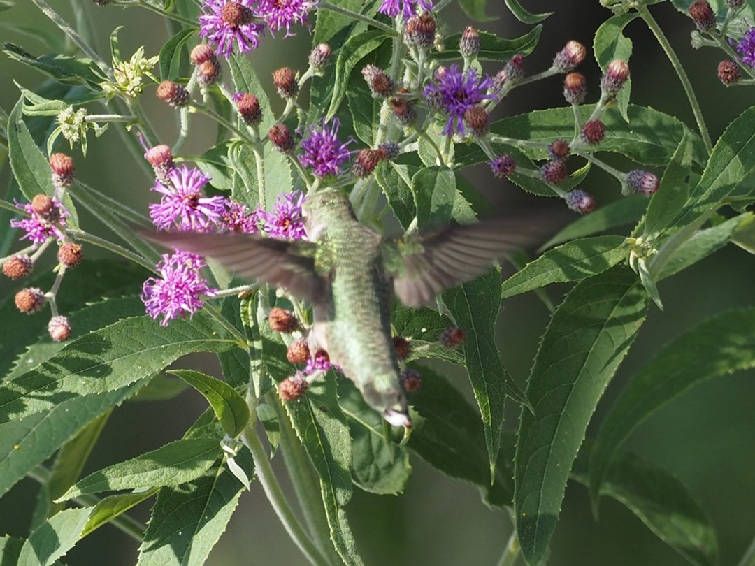 Ruby-throated hummingbird