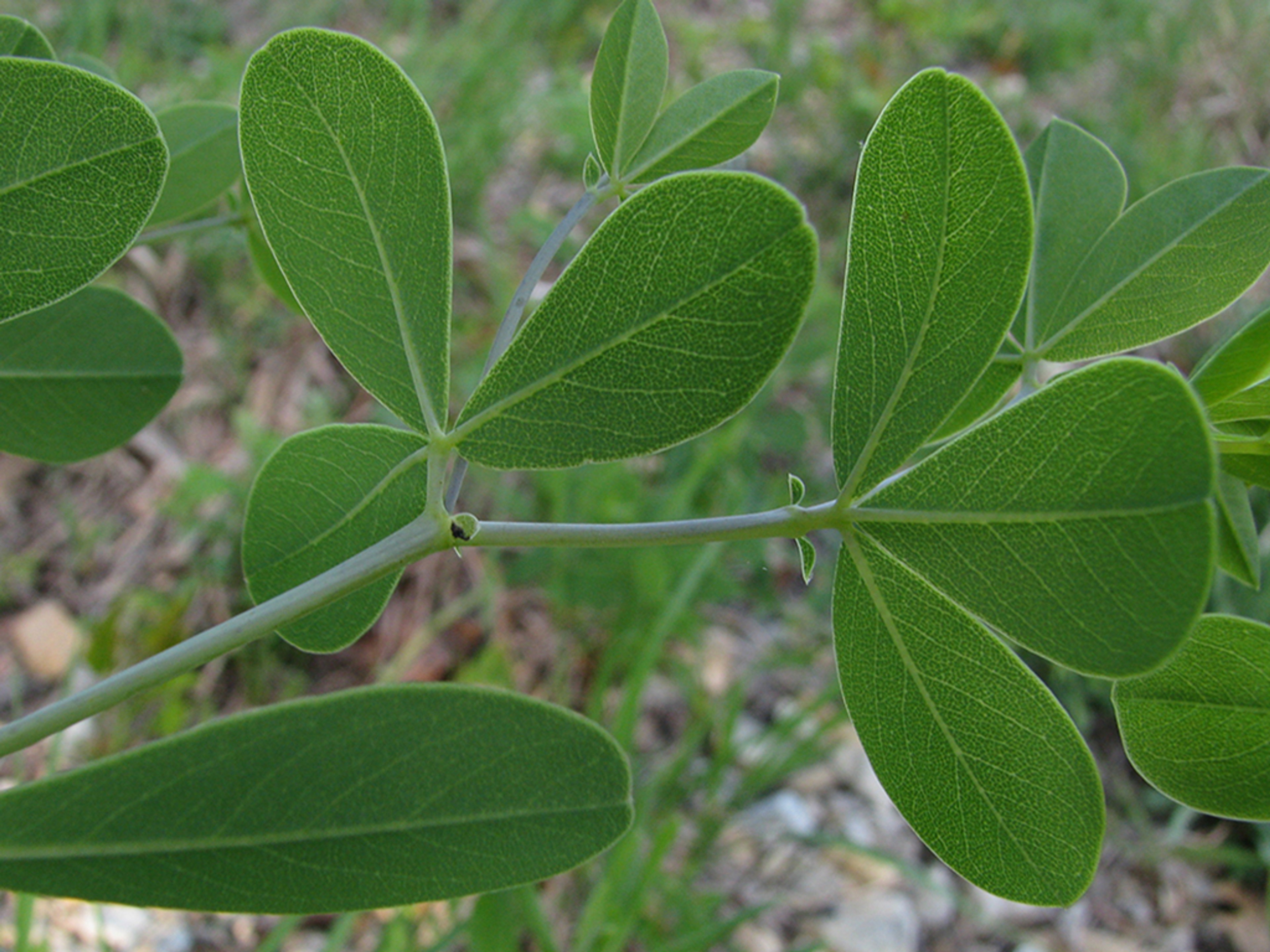 Trifoliate leaves and glaucous stem of Baptisia australis