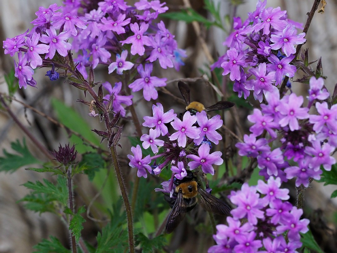 Rose verbena (Glandularia canadensis)