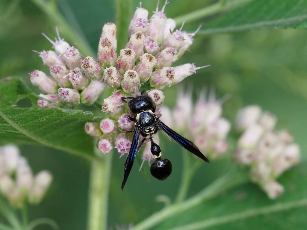 Black Thorn-footed Mason wasp