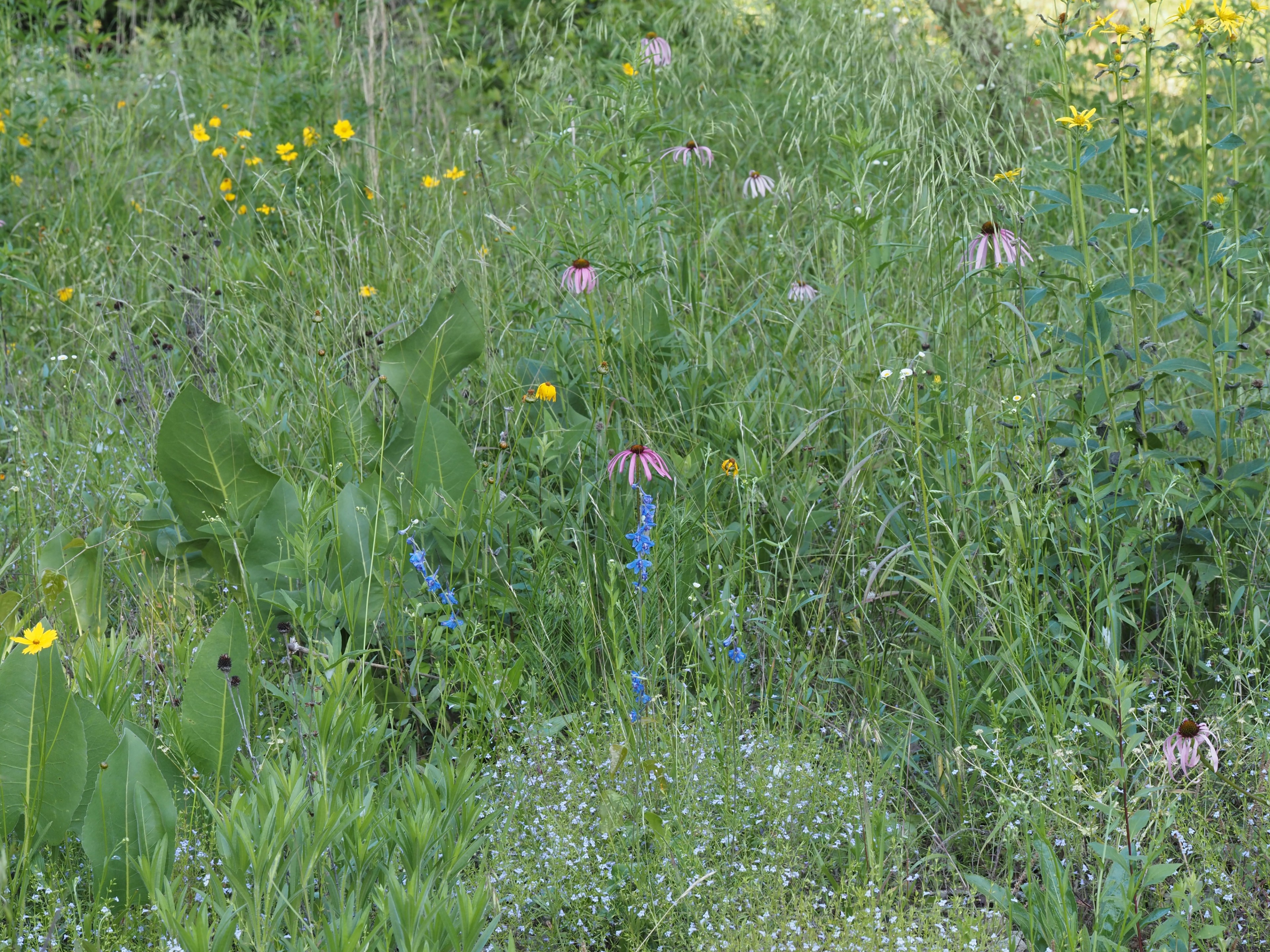 Many plants growing with Glade coneflower