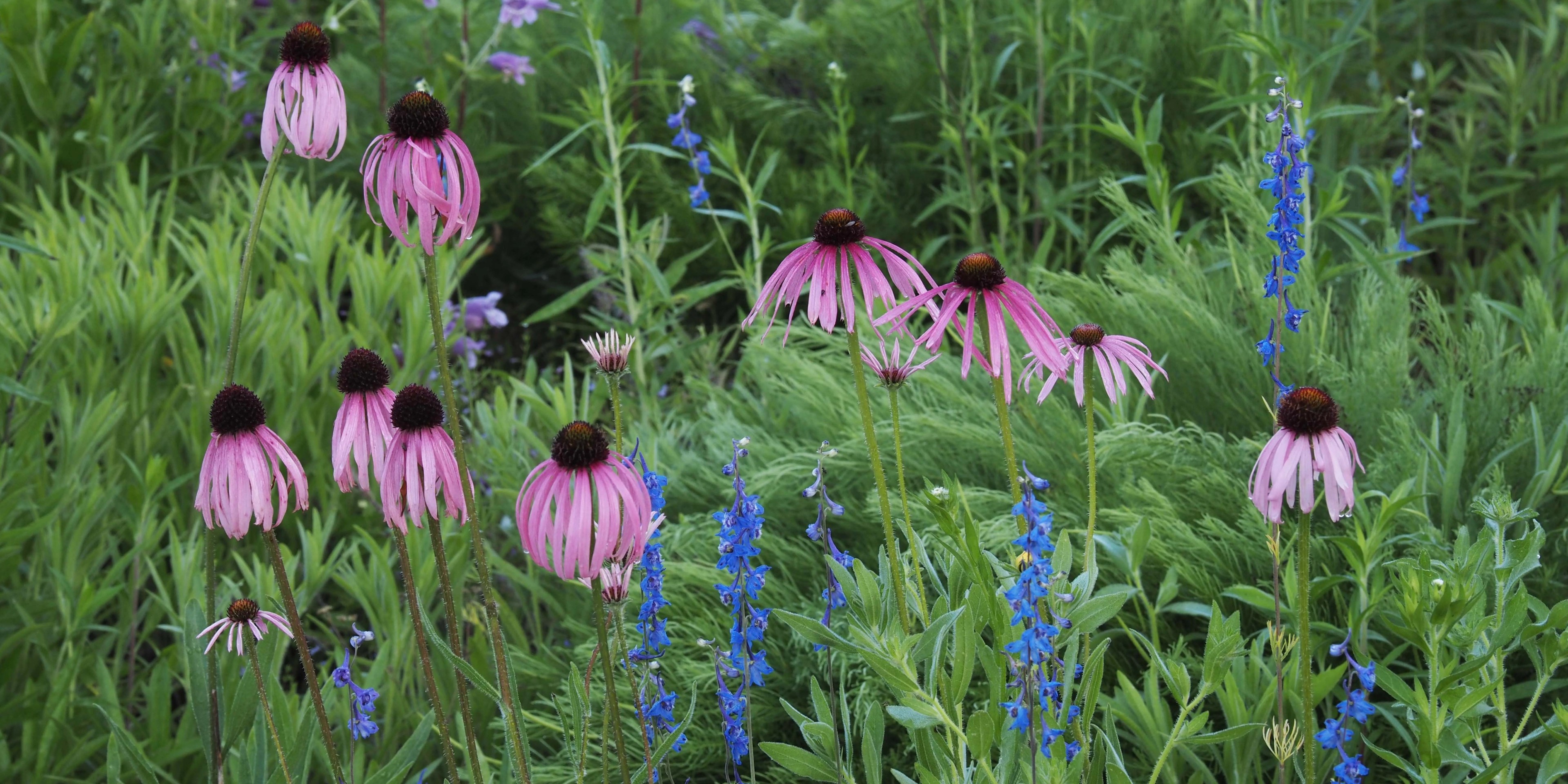 A picture of the Ozarkedge property