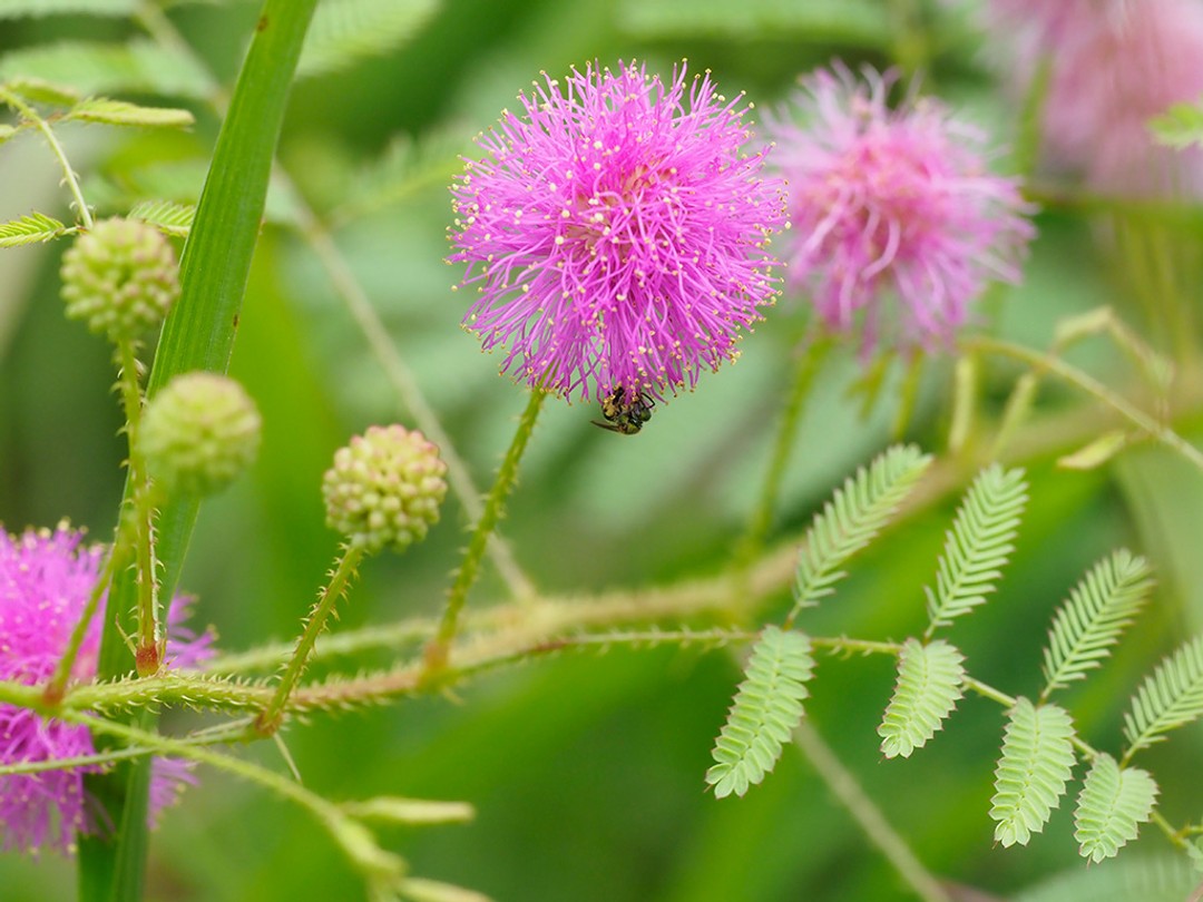 Pink pompom flower head