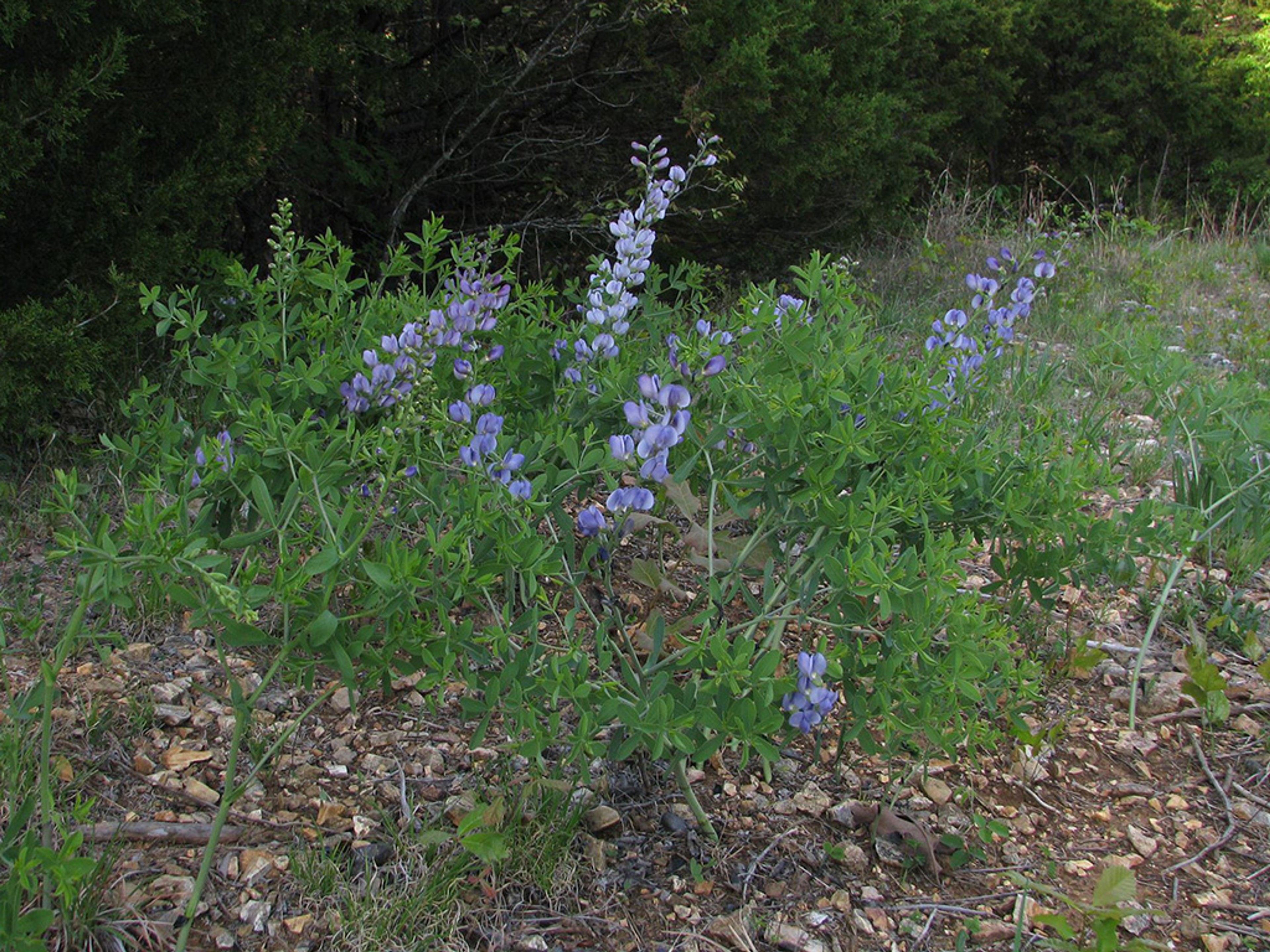 Baptisia australis