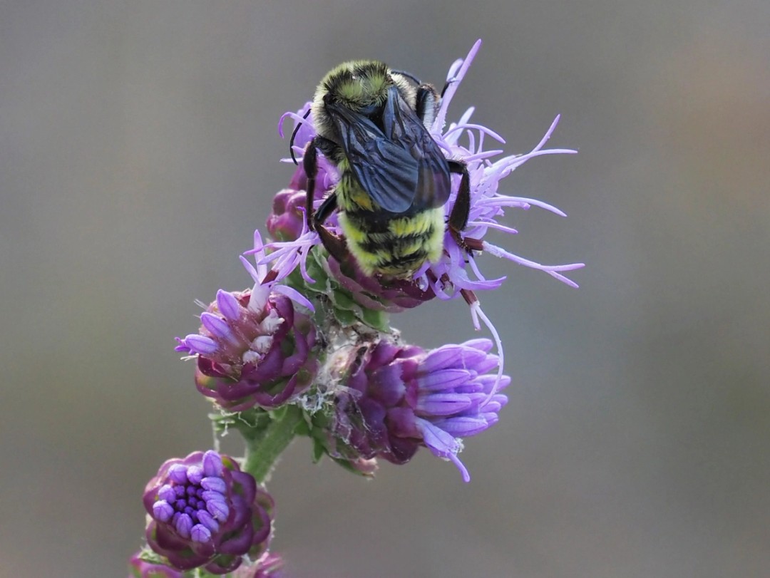 Male American Bumble bee