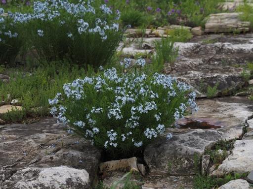 Glade stone surrounding Fringed bluestar