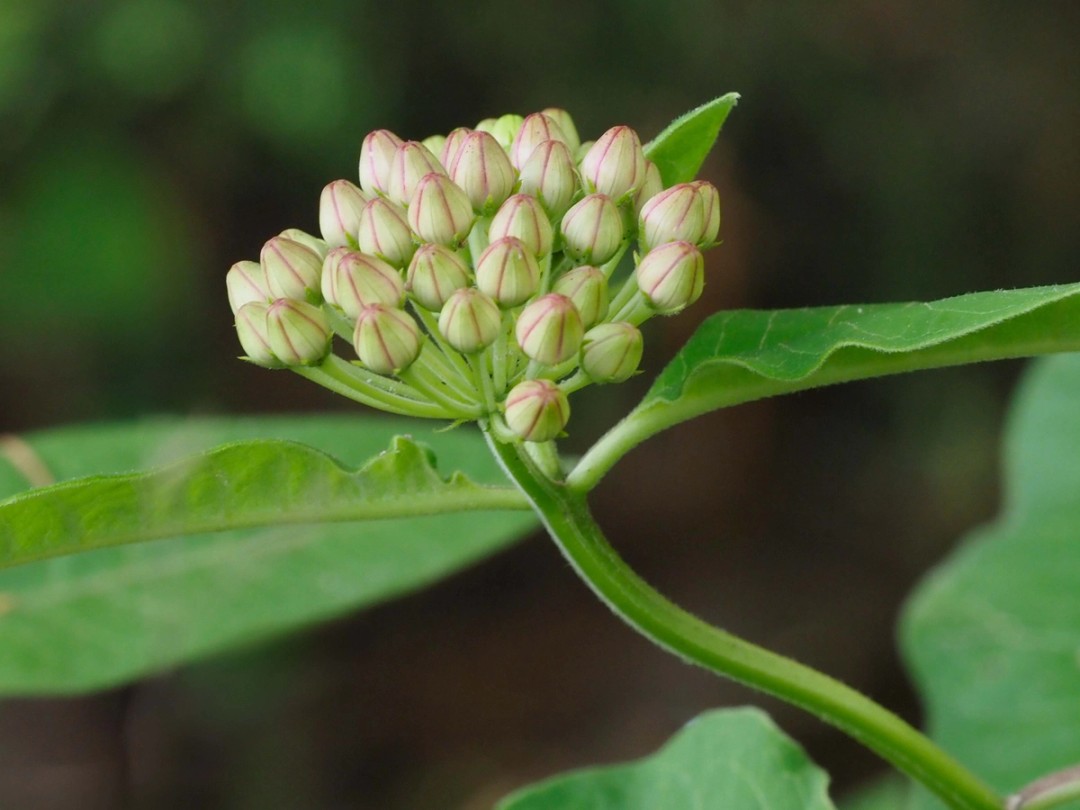 Young buds