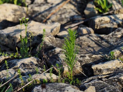 First year plant finding a way through the glade stone